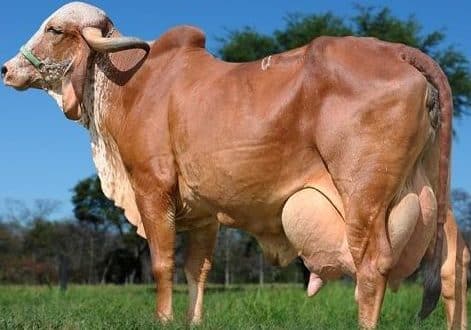 Gir-Cow-Milk-Noida
